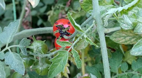 Rajzanak a poloskák és mindent megrágnak! 