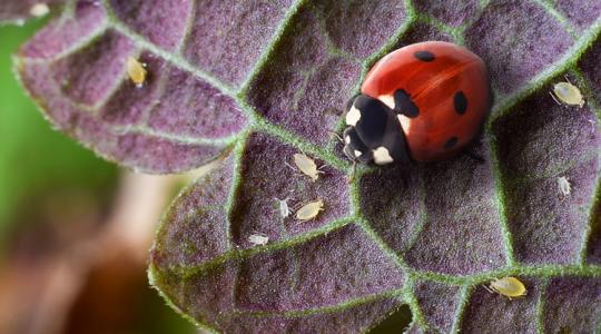 Ennek a kártevőnek nem az ész nélküli irtása, hanem a kordában tartása a cél