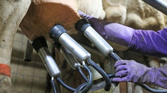 Progeszteron a tejben – amit eddig nem láttunk, most számítógép mutatja meg + VIDEÓ