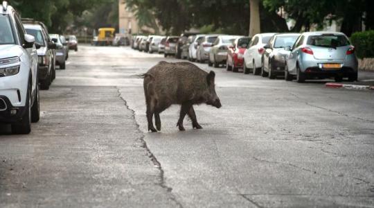 Miért van ennyi vaddisznó Budapesten? – Ez az oka!