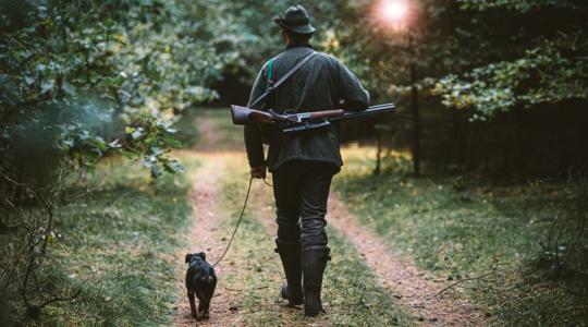 Vadászkutyákra támadnak a farkasok – idén már 40 ebet kaptak el