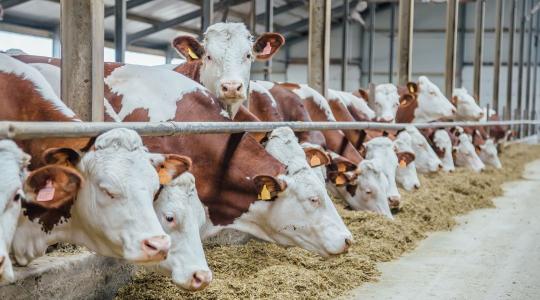 Okos Farm: amikor a gumicsizma találkozik a digitalizációval