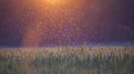 Csípés nélkül is bosszantó – árvaszúnyog-rajzás a tóparton