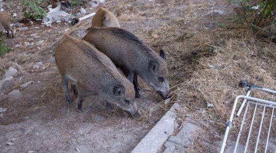 Városi túlélő lett a vaddisznó Budán – új veszélyforrás az elhanyagolt telkeken