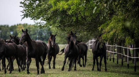 Az adatok jelentősége és kihívásai a mezőhegyesi Ménesbirtokon + VIDEÓ 