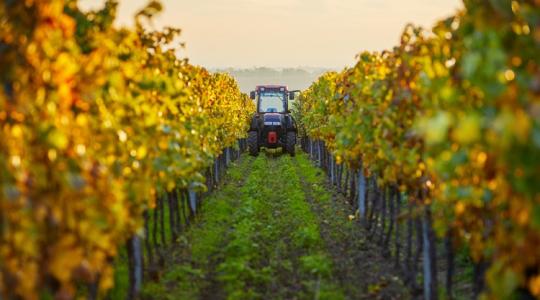Eltűnhet a magyar bor alapja? Nehéz helyzetben egy egész ágazat