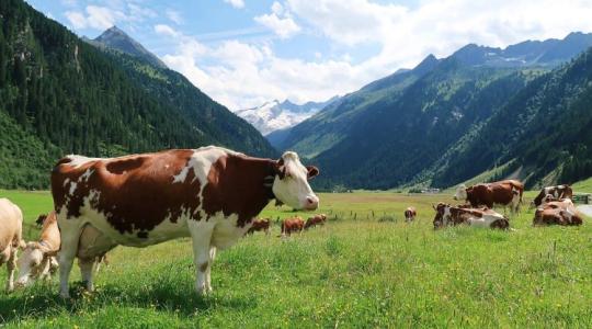 Halálos tehéntámadás: egy idős férfi belehalt a sérüléseibe