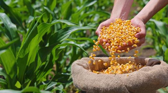 Minőségi kifogás? Fontos jogszabály-változás a kukorica átvételénél