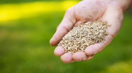 Gyepfelújítás szeptemberben: így lesz káprázatos a fű!