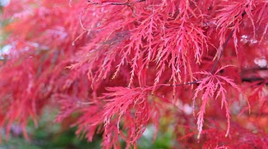 Őszi díszfák: Ezek lesznek a kerted sztárjai!