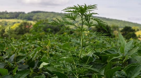 Állatoknál mérgezést, gazdáiknál allergiát okozhat – most lézerrel esnek neki ennek a gyomnak