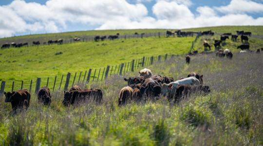 Állattartók, figyelem! Itt a segítség!