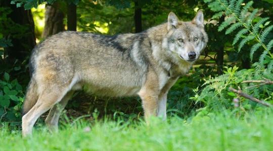Kvótarendszerrel szabályozzák a farkasvadászatot – heves vita a döntés körül