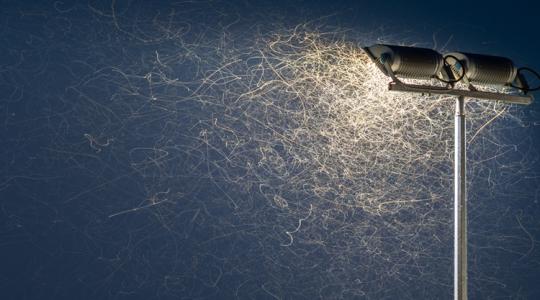 Rémálommá tették az idei nyarat, de meg kellene szeretnünk őket!