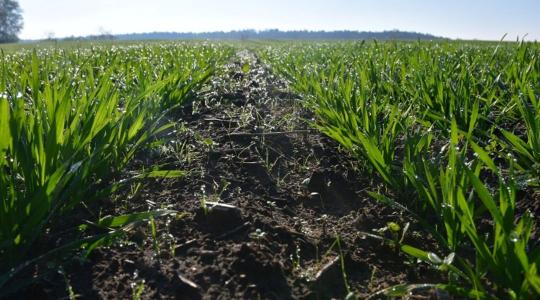 Ősszel könnyebb: védekezzen a gyomok ellen akkor, amikor a leghatékonyabb!