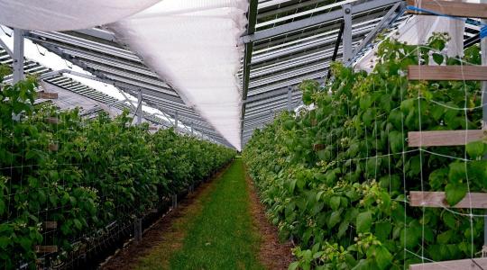 Napelemek árnyékában érik a málna + VIDEÓ