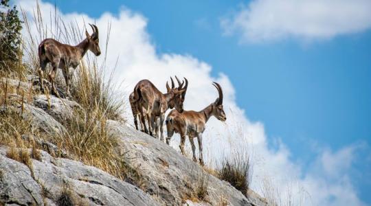 Kitört a kecskeválság: már az embereket is támadják