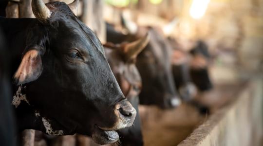 Egy prémium traktor áráért kelt el egy tehén, eláruljuk, miért