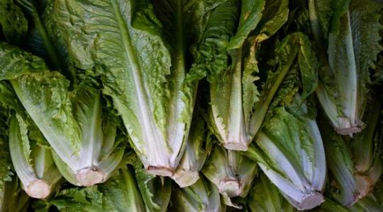 Kell-e félnünk a római salátától?