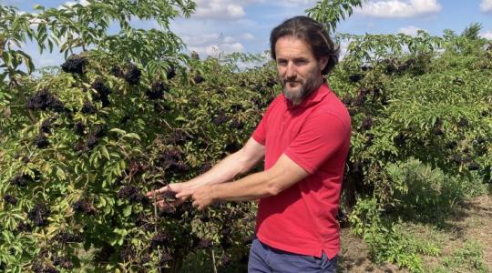 Vége lehet a magyar bodzának? Padlón az ágazat