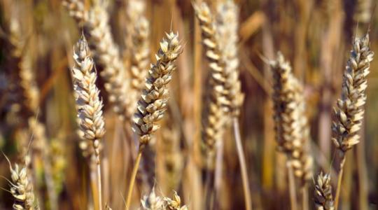 Rekordtermés a világban – szorult helyzetben a magyar gabonapiac?