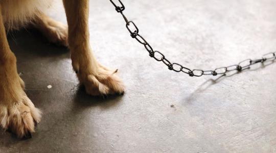 Borzalom: egy kilométeren át húzta a kutyáját autóval