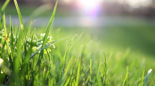 Miért nem kell mindenhová fát ültetni?