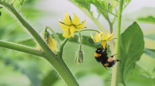 Méhbarát üvegházak: így optimalizálhatjuk a beporzást a téli időszakban + VIDEÓ