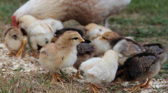 Bizalmatlanság és tudáshiány: sok ember nincs képben az antibiotikumokkal kapcsolatban