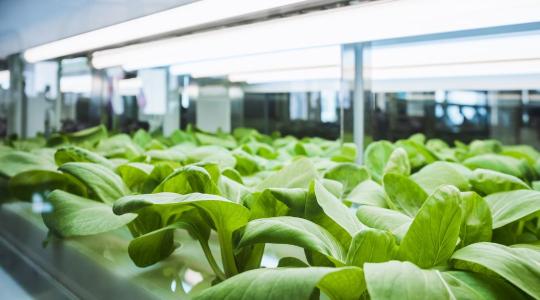 LED – hobbi, luxus vagy a kertészet jövője? + VIDEÓ