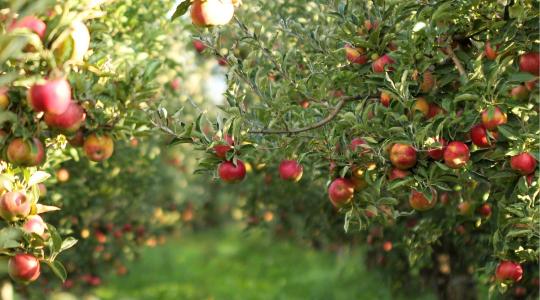 Gyümölcstermesztés a szakadék szélén – csak a technológia menthet meg minket + VIDEÓ