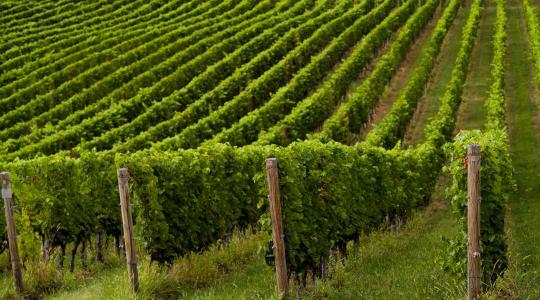 A technológia, ami megváltoztathatja a magyar mezőgazdaság jövőjét + VIDEÓ