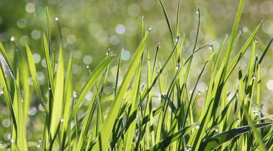 Őszi fűmagvetés lépésről lépésre: így lesz gyönyörű pázsitod tavasszal