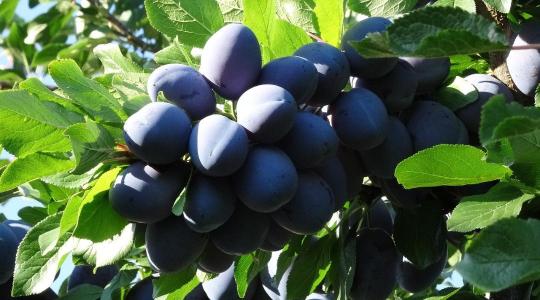 Ismerd meg az ősz egyik legsokoldalúbb gyümölcsét