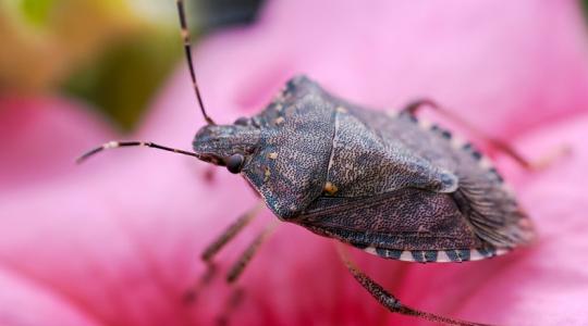 Óriási hír neked, rossz hír a poloskáknak!