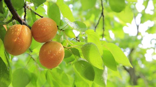 Milyen gyümölcsöt érdemes ma termeszteni? A válasz Cegléden született meg