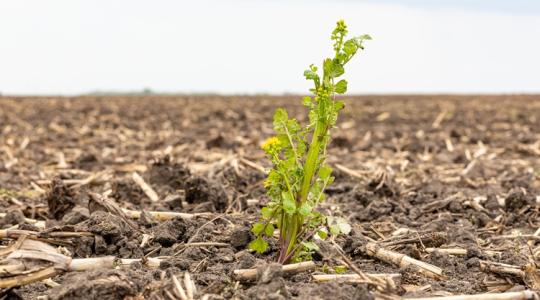 Gyomszabályozás: a NAK akkor segít, amikor épp feladnád