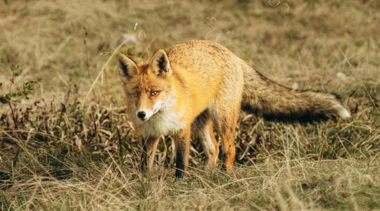 Indul a rókák őszi vakcinázása – Térképen a veszélyeztetett területek
