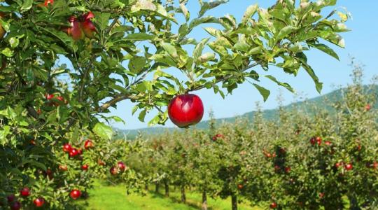 Ezek a fajták és alanyok menthetik meg a termésed