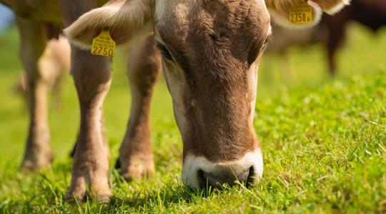 Ezek a biztos módszerek, amelyekkel megóvhatod a gyepet aszály idején