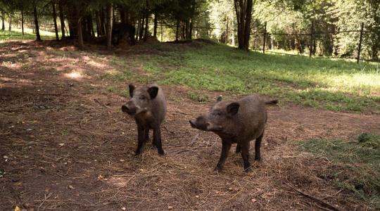 Vaddisznó-invázió a XII. kerületben – Elindult a gyérítés