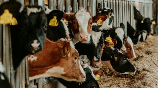 Járvány után: újra szabad az út a kereskedelem előtt