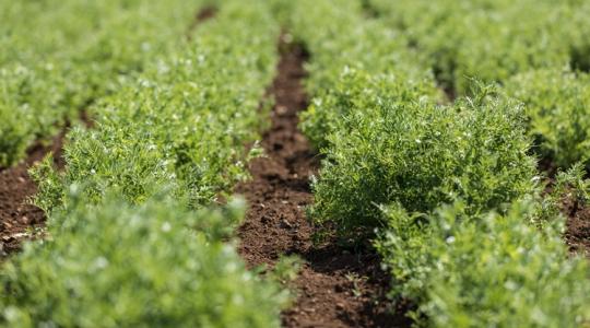 Stratégiai növény lehet: így vizsgálják a betegségekkel szembeni ellenállóságát