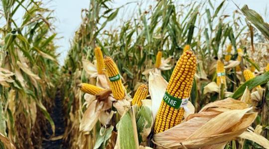 Új Pioneer® hibridek és biológiai megoldások a Cortevától: így készülhetnek a gazdák a jövő kihívásaira