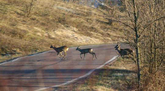 Súlyos százezrek bánhatják: alig kötünk rá biztosítást, pedig ezrével történnek ilyen balesetek