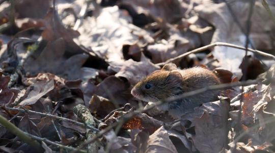Titokzatos földhalmok a pusztán 