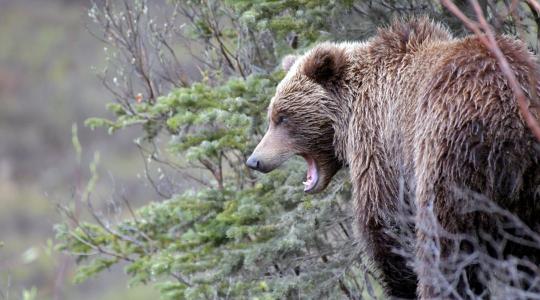 Veszélyben a vidéki gazdák? Újabb medvetámadás történt