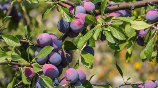 Ez a hétköznapi gyümölcs igazi szívvédő csodaszer