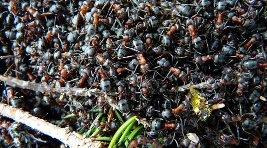 Durva ellenfél: ezek a hangyák még a kisemlősöket és a madarakat is veszélyeztetik