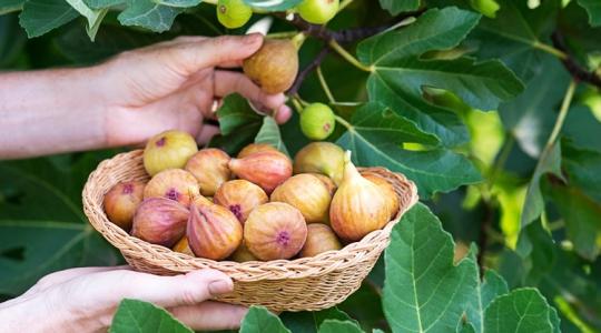 Ha ezt elfelejted, nagyon kevés lesz a fügéd jövőre!